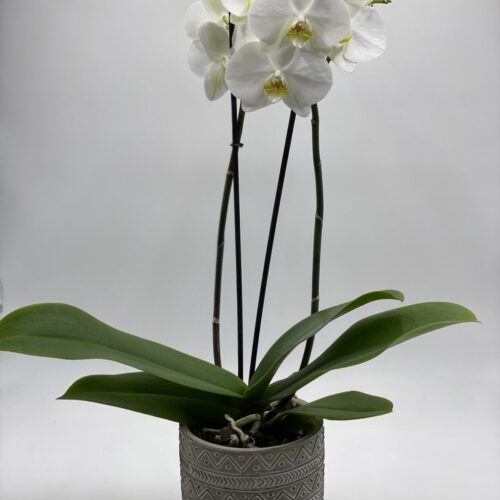 Pianta di orchidea phalaenopsis bianca in vasetto ceramica