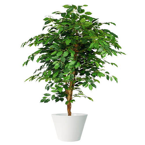 Pianta Ficus Benjamin