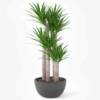 Tronco yucca
