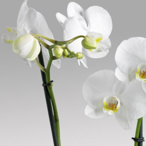 Pianta di orchidea phalaenopsis bianca