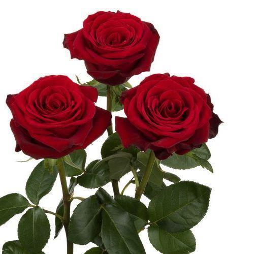 Composizione rose rosse 8€ cadauna, minimo acquisto 3 rose - Consegna di  Fiori a Domicilio a Napoli - Fiorista online - Fioraio napoli