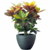 Croton variegato