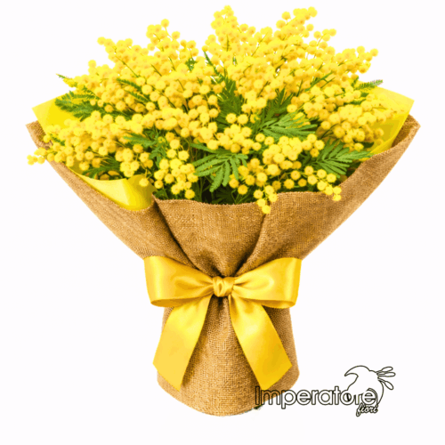 Fascio di Mimosa Fresca in Juta Naturale