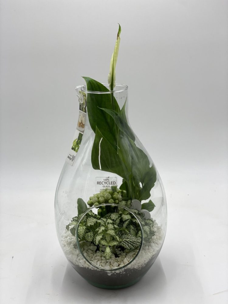 Vaso Cilindro Decorativo Perfeito Para Fazer Terrarios Com Suculentas E Cactos I.391636115