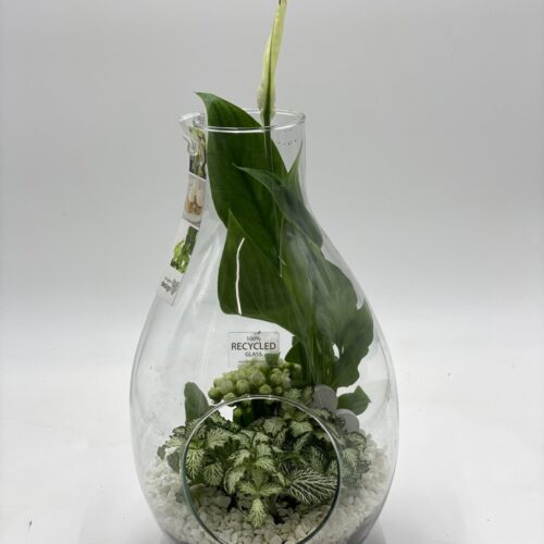 vasetto vetro con piantine miste