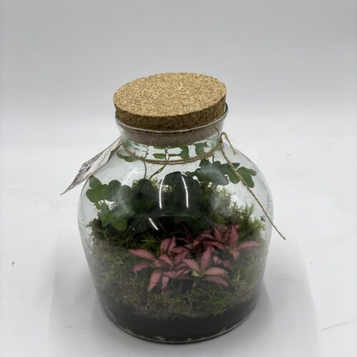 composizione in vaso vetro con piantine