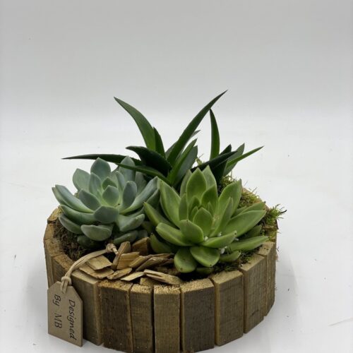 composizione in legno con piantine succulenti