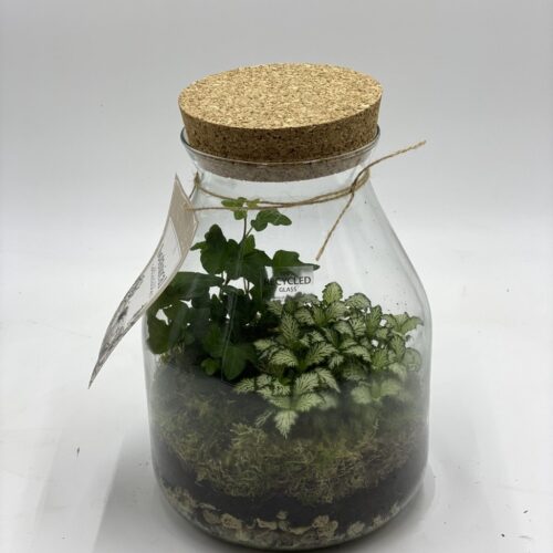 composizione in vasi vetro con piantine