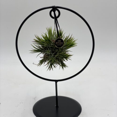 piantina di tillanzia