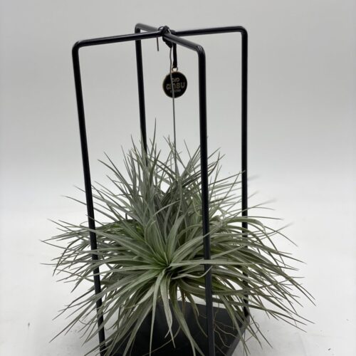 piantina di tillanzia