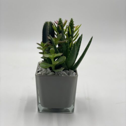 composizione piantine grasse in vetro