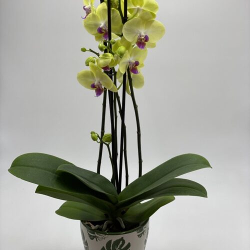 Pianta di orchidea phalaenopsis colorata in vasetto ceramica
