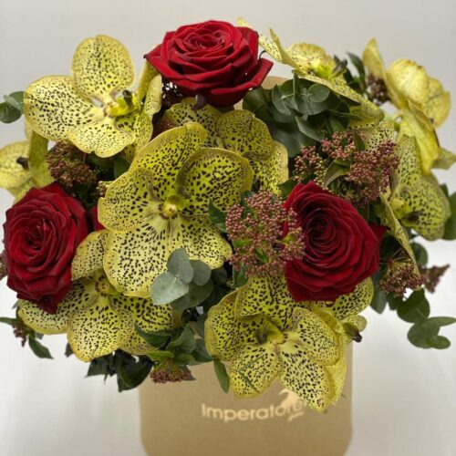 box/scatola splendide orchidee vanda