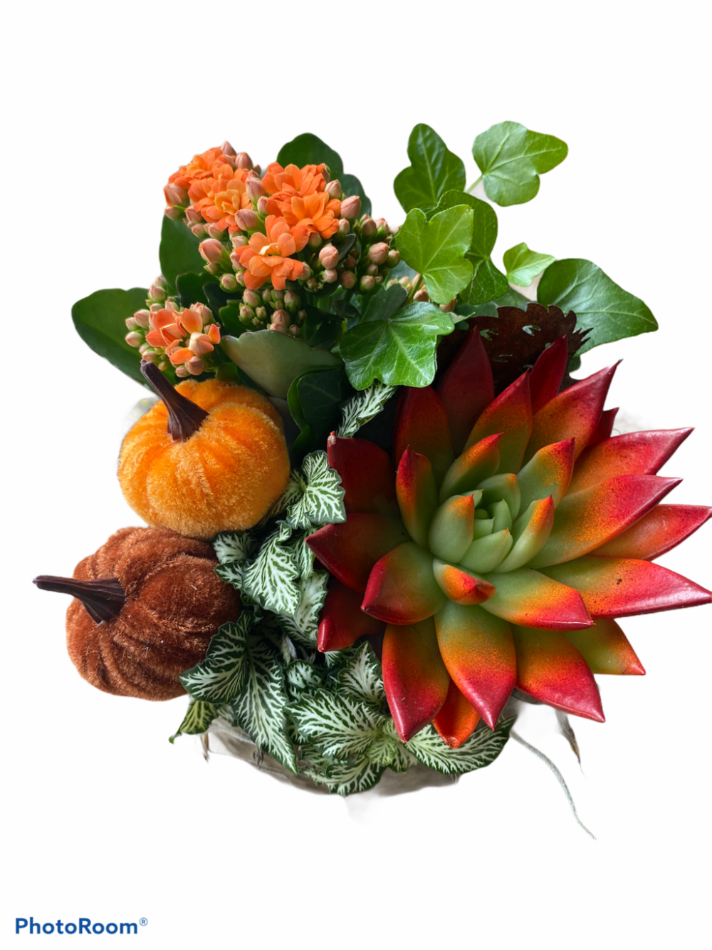 composizione di piantine