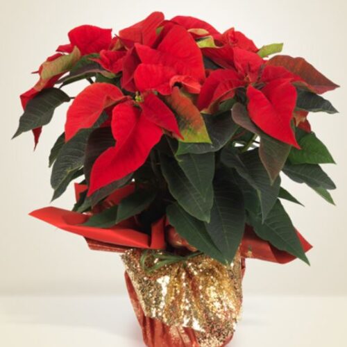 Pianta stella di natale rossa