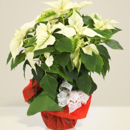 Pianta stella di natale bianca