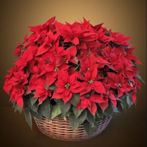 Cesto di Poinsettia