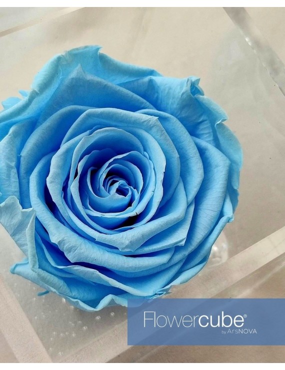 flowercube-rosa-6×6-packaging-azzurro-light-blue (1) flowercube-rosa-6×6-packaging-azzurro-light-blue (1)