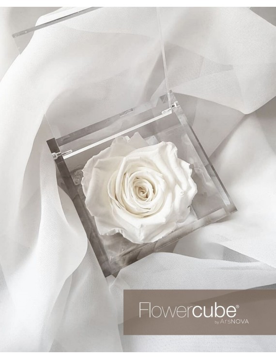 flowercube-rosa-6×6-packaging-bianco-white (1) flowercube-rosa-6×6-packaging-bianco-white (1)