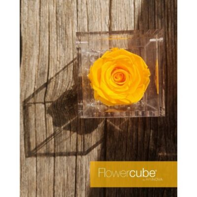 FLOWERCUBE – Rosa Eterna Gialla (cubi 6×6 / 8×8 / 10×10 cm) con cofanetto