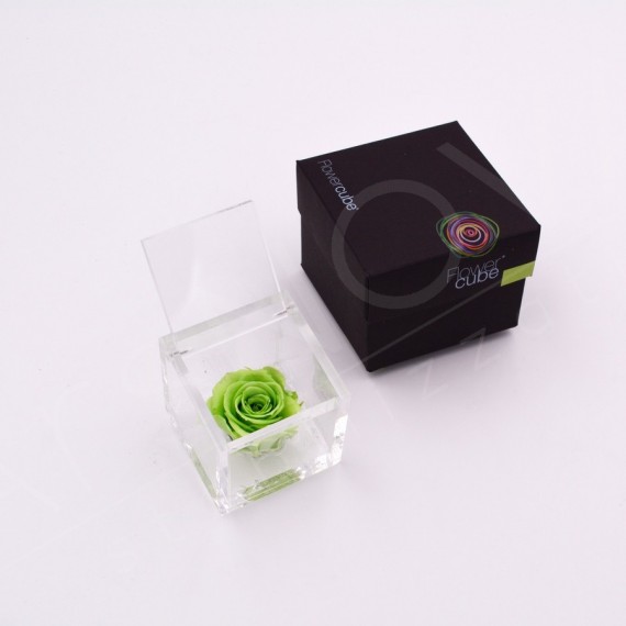 flowercube-rosa-6×6-packaging-verde-green flowercube-rosa-6×6-packaging-verde-green