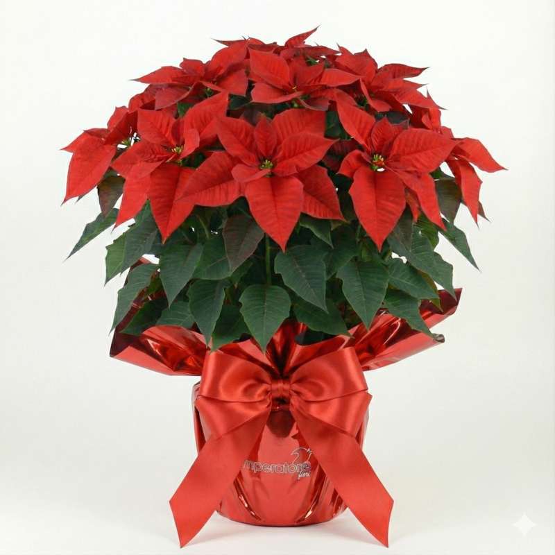 Stella di Natale "Imperatore" Maxi – Alta 90cm in Vaso Design