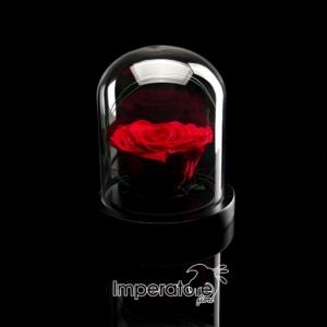 rosa incantata a forma cuore sotto vetro