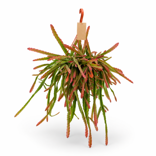Lepismium Cruciform Red – Pianta Ricadente da Interno