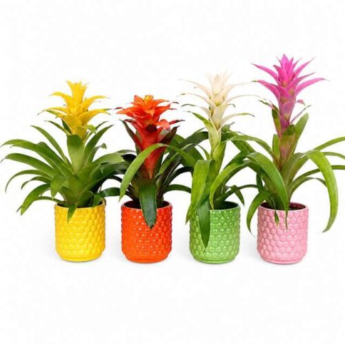 Bromelia Guzmania in Vaso Colorato – Pianta da Interno Decorativa