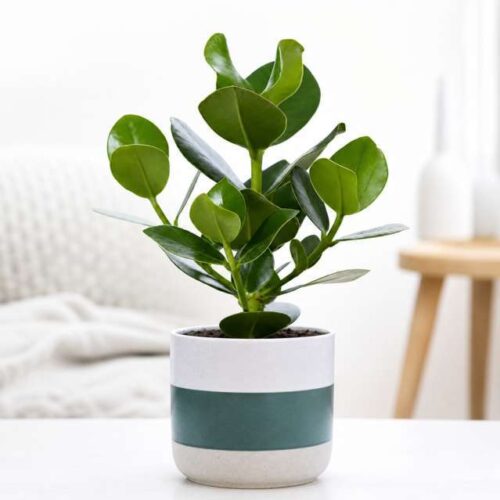 Clusia Rosea in Vaso Decorativo – Pianta Verde da Interno Elegante e Resistente