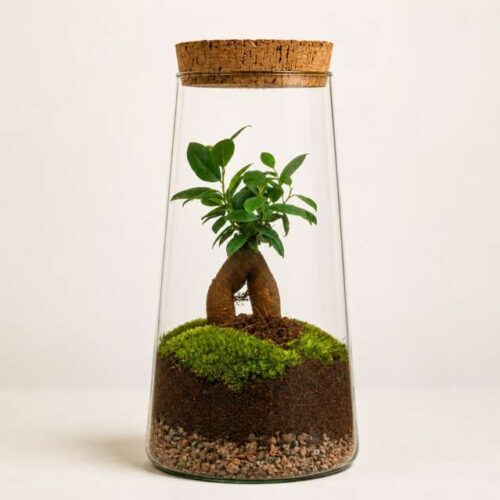 Terrarium Triton Ø15 in Vetro con Pianta Naturale