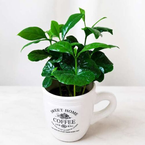 Pianta del Caffè in Tazza Decorativa – Coffea Arabica da Interno