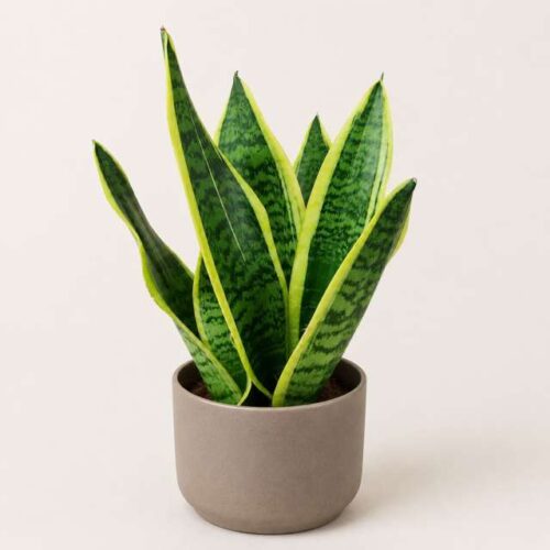 Sansevieria in Vaso Decorativo – Lingua di Suocera da Interno