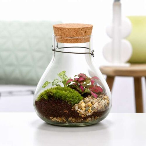 Terrarium Erlenmeyer Small Ø8 in Vetro con Piante Naturali