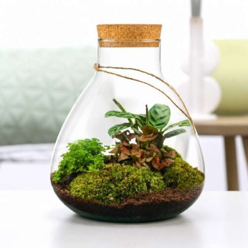 Terrarium Erlenmeyer Ø24 | Giardino in Vetro con Piante Naturali