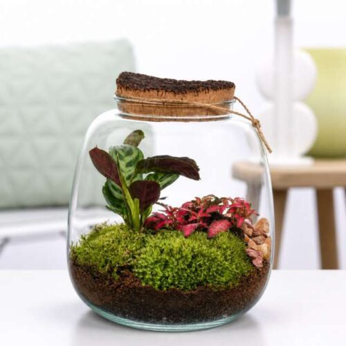 Terrarium Hyperion in Vetro con Piante Naturali