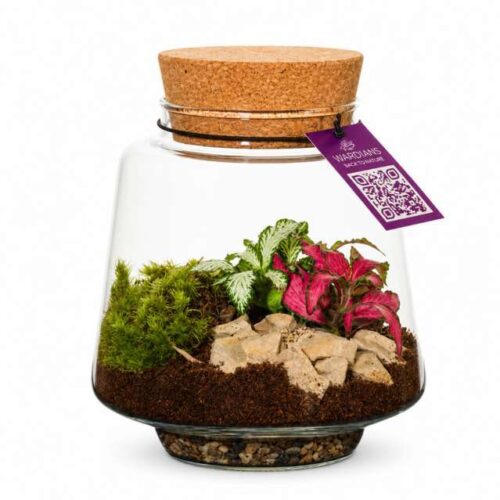 Terrarium Mercurius V12 in Vetro con Piante Naturali