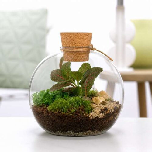 Terrarium Orcus Ø12 in Vetro con Piante Naturali